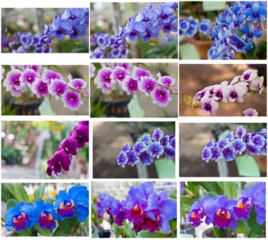 Beautiful orchid