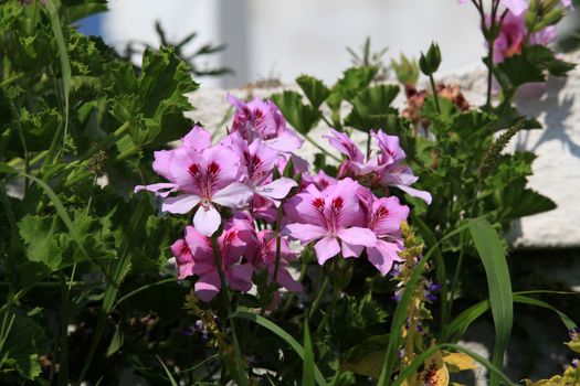 colorful flowers against a white wall in a Greek village