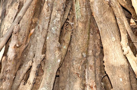 The walls of the tree root for background.