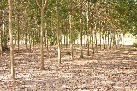 Rubber trees Nong Khai Province at Thailand.