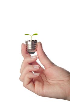 Male hands holding plunt growing out of electric light bulb. Eco green energy saving in the future concept . A tree is growing inside a light bulb.