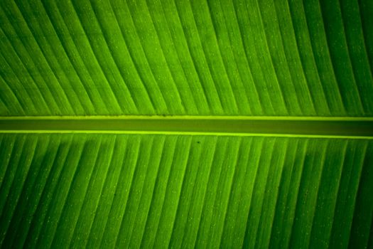 Detail of a banana leaf showing the central stem and veining forming a natural green symmetrical pattern and texture
