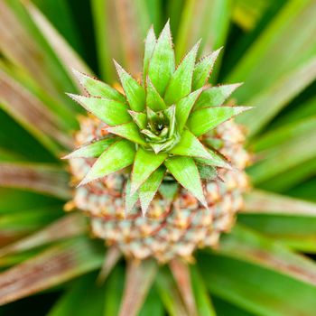 Growing pineapple on a parent plant close-up