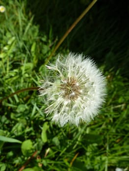 dandelion seed head as a background