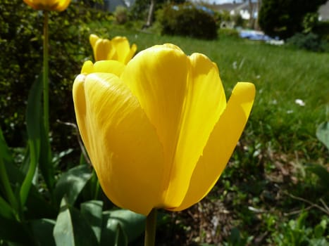 bright yellow tulip flower