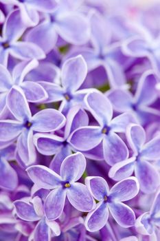 Blooming lilac flowers. Abstract background. Macro photo.