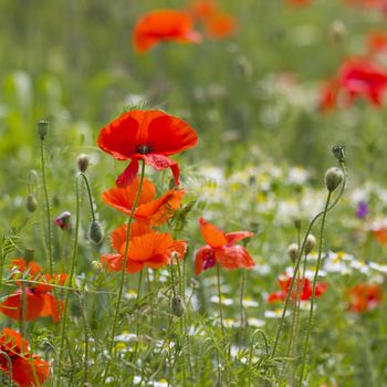 summer field of red poppies