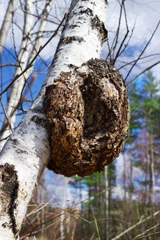 Large monstrous excrescence on the white birch trunk