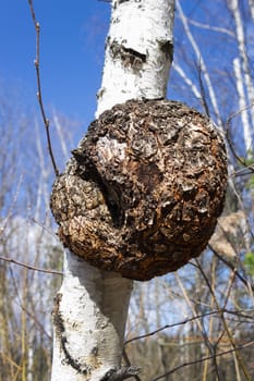 Monstrous excrescence on the white birch trunk