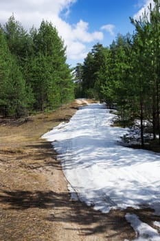 The young pine forest in spring. Russia