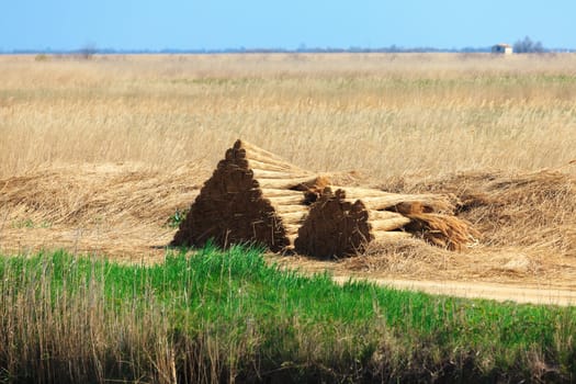 Stacked sheaves of reeds on the field, sunny day