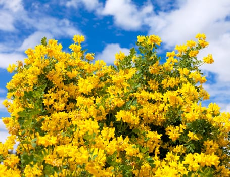 Bush of yellow flowers on a background of blue sky