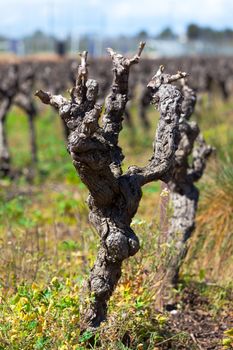 Gnarled old vine in a field, closeup
