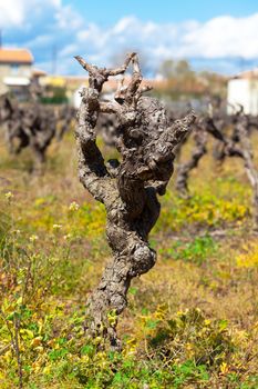 Gnarled old vine in a field, closeup