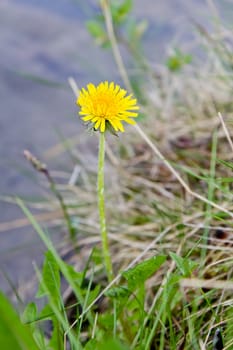 single yellow dandelion on a background of nature