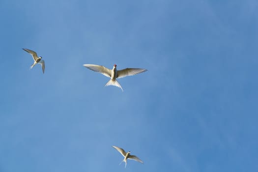 three Arctic terns in flight against a blue sky. bottom view
