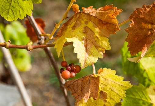 Grapes on the vine