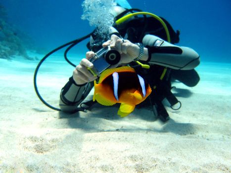 diver photographer with anemon fish at the bottom of red sea in egypt







diver photographer with anemon fish at the bottom of tropical sea