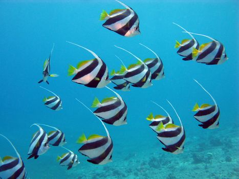 red sea with shoal of exotic fishes bannerfishes