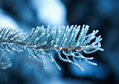 Winter frost on spruce  christmas tree  close-up .Shallow depth-of-field. 