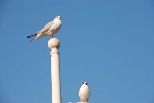 Seagulls on a pole