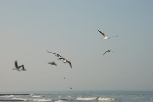 Flock of seagulls on the beach