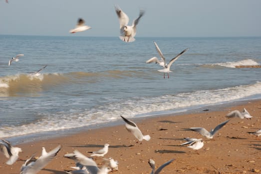 Flock of seagulls on the beach