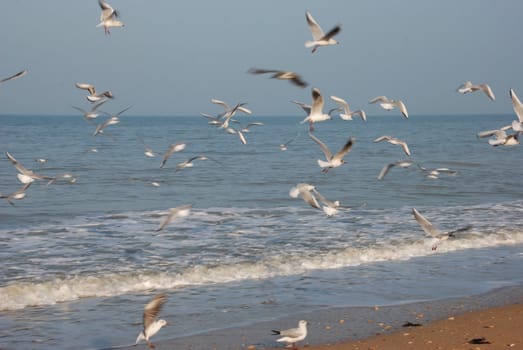 Flock of seagulls on the beach