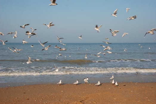 Flock of seagulls on the beach
