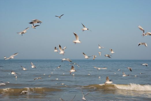 Flock of seagulls on the beach