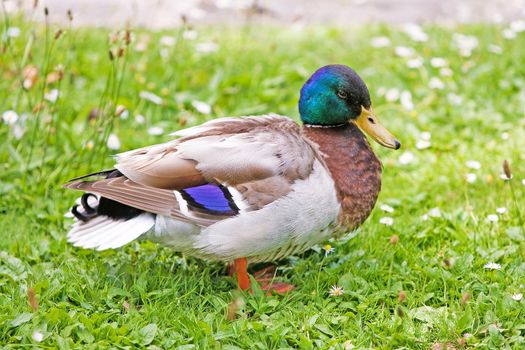 Colorful duck on green meadow