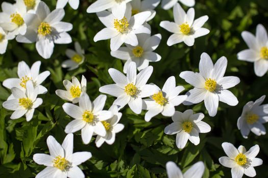 a lot of spring white flowers - anemone nemorosa in garden on green background