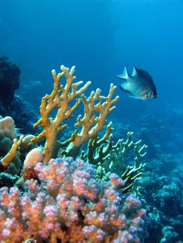 coral reef with exotic fish and fire coral at the bottom of red sea in egypt