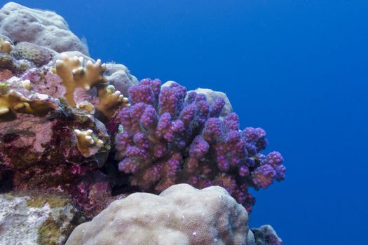 coral reef with violet hard coral in red sea in egypt







coral reef with violet hard coral in red sea