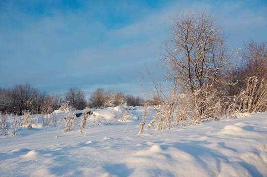 Frozen trees in snowy field.Winter landscape.