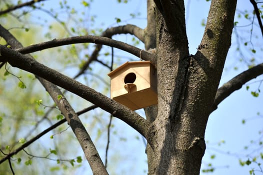 wooden birdhouse on the tree