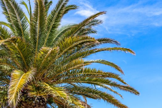 Background with palms and blue sky