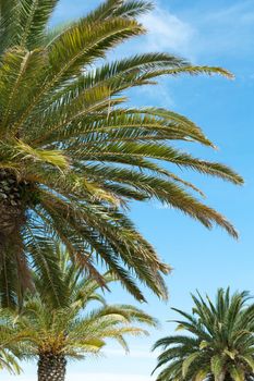Background with palms and blue sky