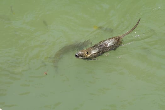 Nutria, swimming on the water