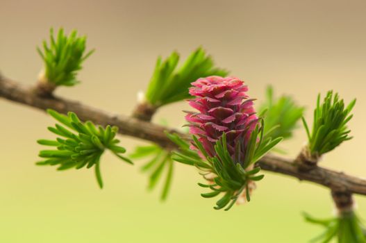 Larch flower