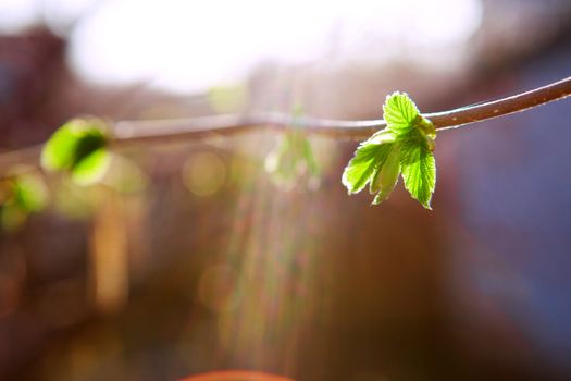 background with green leaves