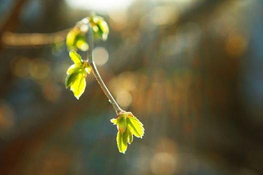 background with green leaves