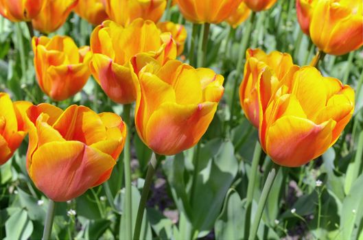 Red- Yellow tulips