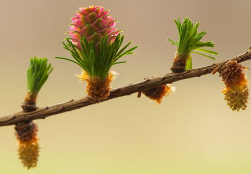 Larch flower