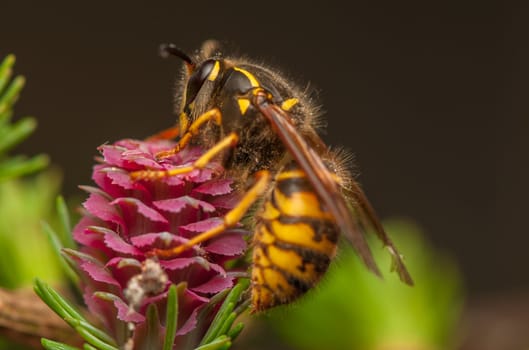 Larch flower and wasp