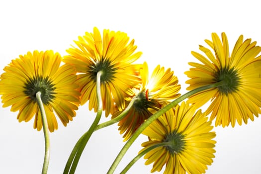 Yellow gerbera flowers on a white background. Bottom view.