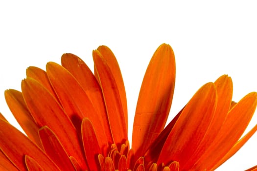Orange gerbera flowers on a white background