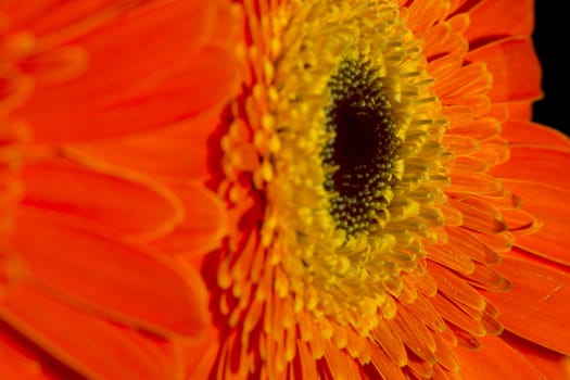 Orange gerbera flowers on a black background