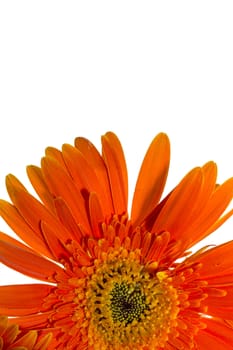 Orange gerbera flowers on a white background