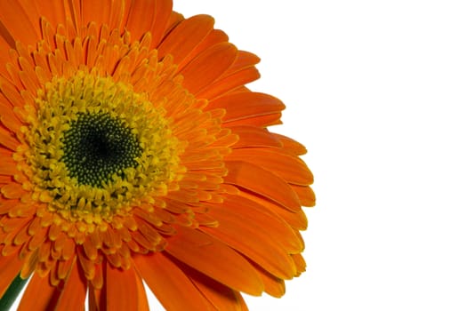 Orange gerbera flowers on a white background